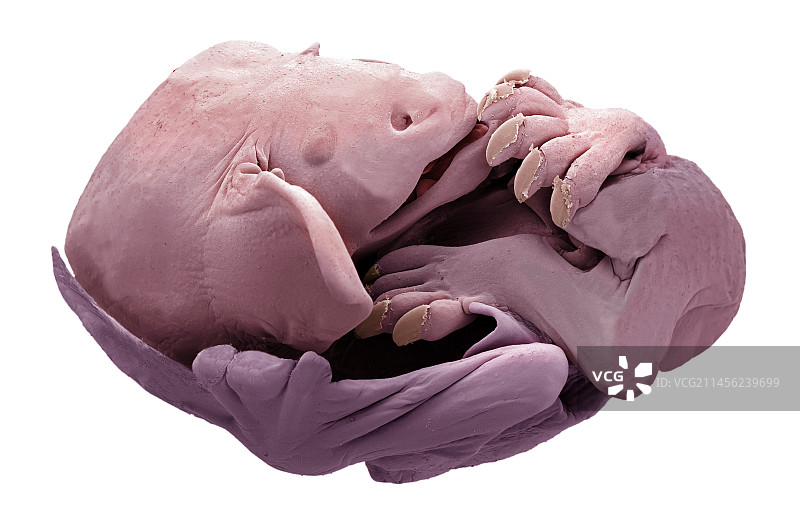 蝙蝠胎儿扫描电镜图图片素材