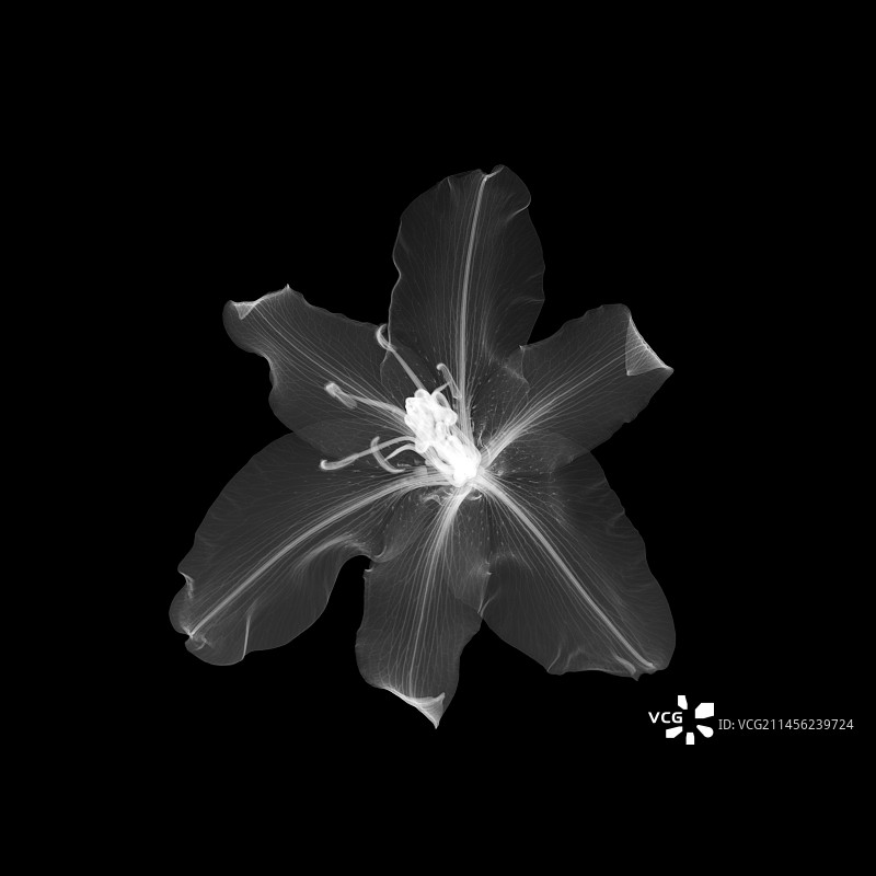 百合花（百合属）X光片图片素材