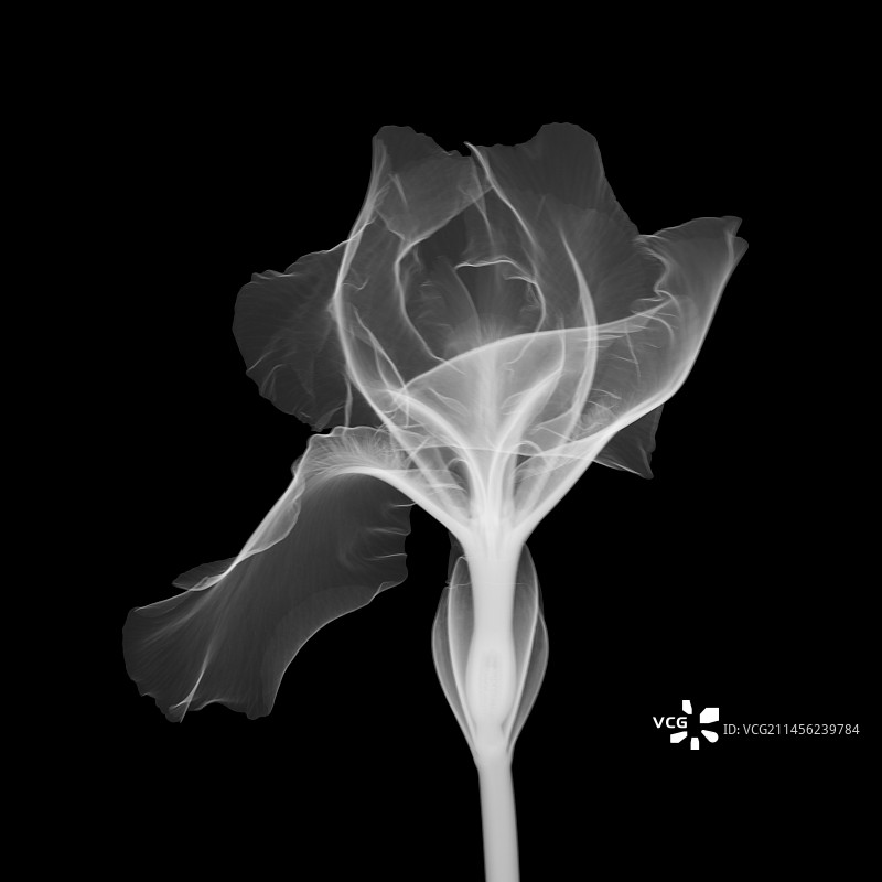 鸢尾花“荷兰巧克力”的X光片图片素材