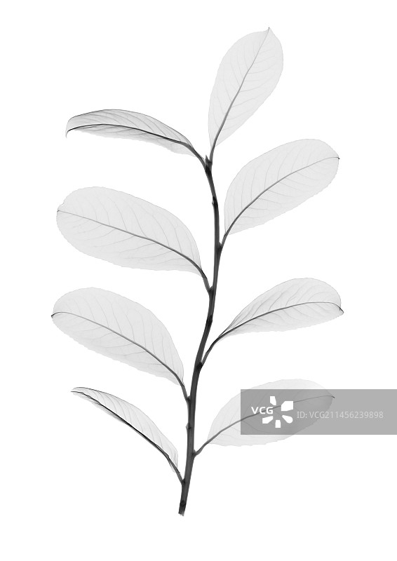 巴拉圭茶树叶（Ilex paraguariensis）X光片图片素材