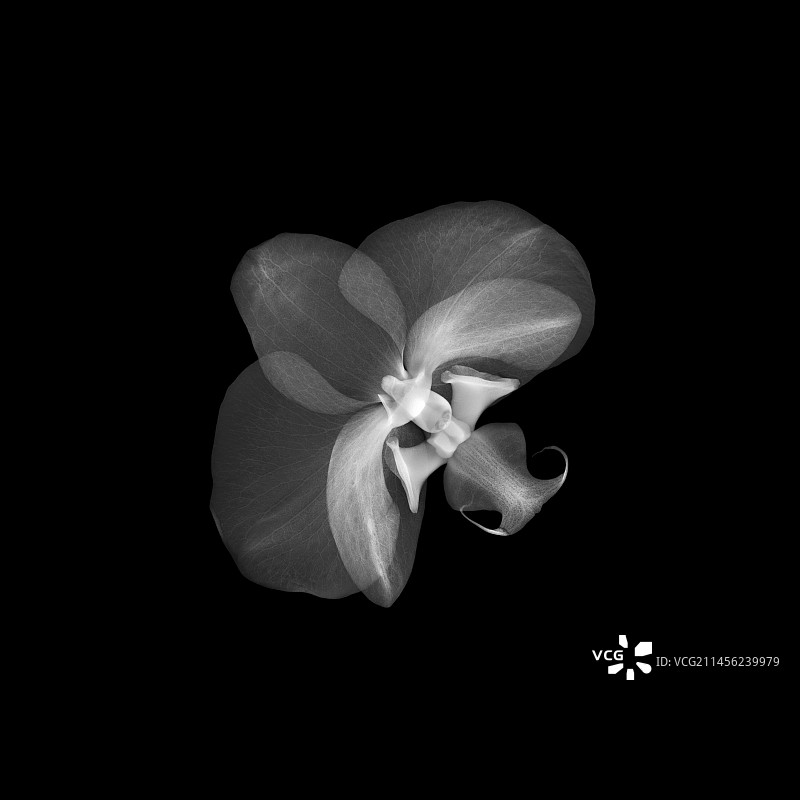 兰花（蝴蝶兰属）X光片图片素材