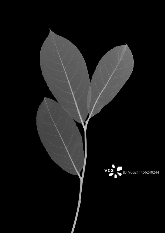 月桂树叶X光片图片素材