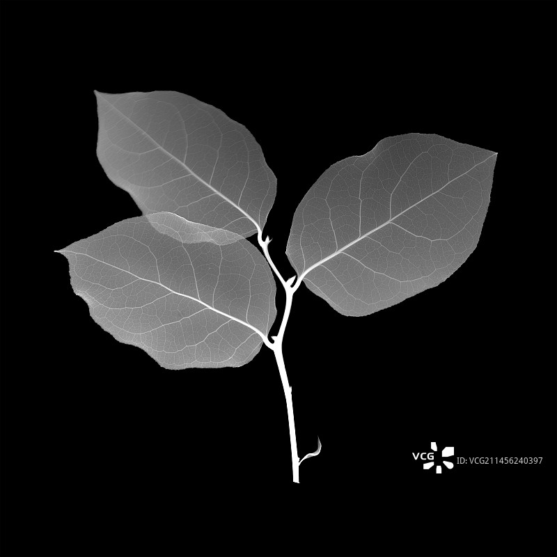 荚蒾叶X光片图片素材