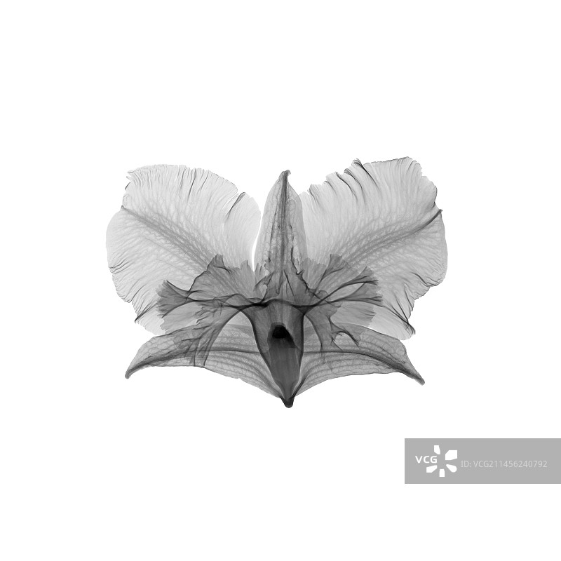 石斛兰花X光图片素材