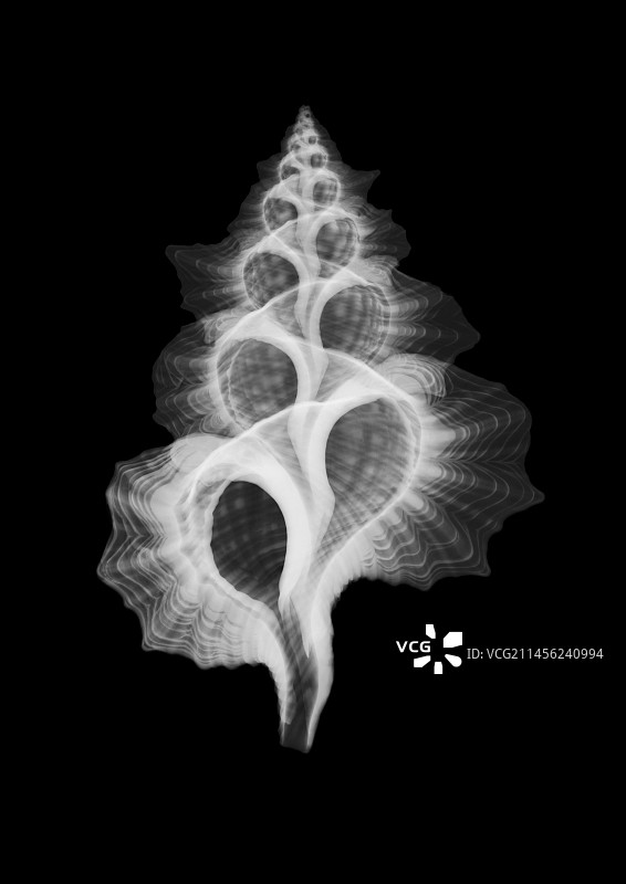 海螺枫叶X光片图片素材