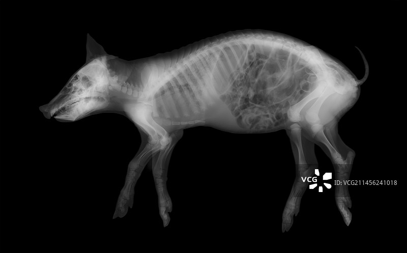 猪的X光片图片素材