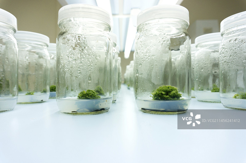 植物组织培养图片素材