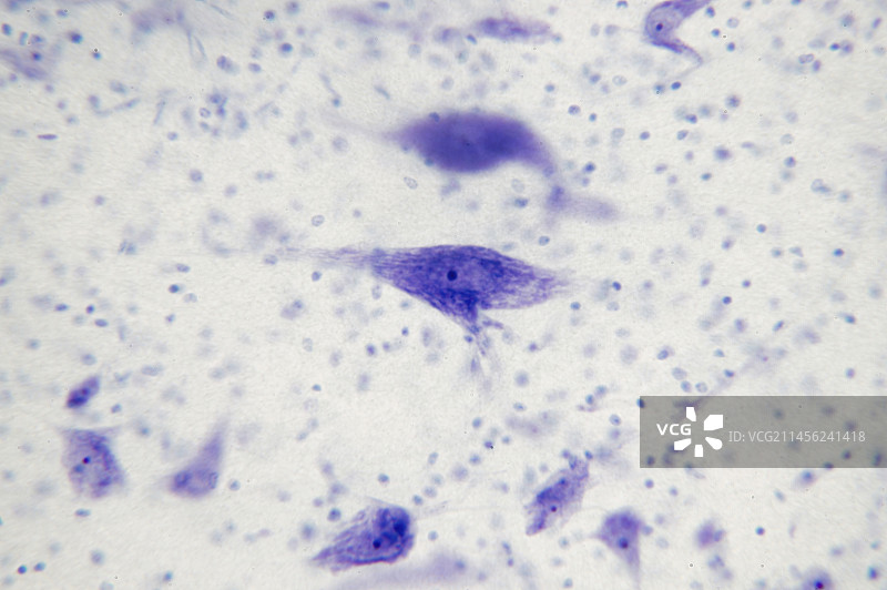 神经细胞显微照片图片素材