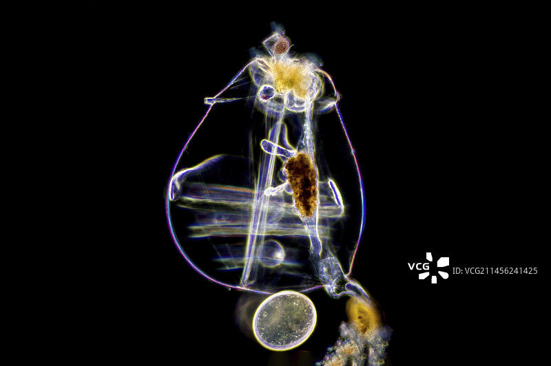 轮虫显微照片图片素材