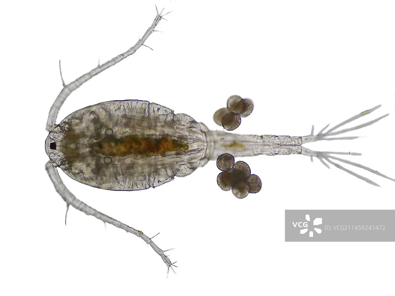 桡足类生物显微照片图片素材