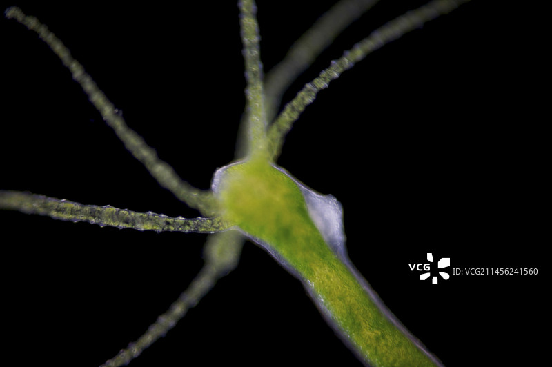 水螅显微照片图片素材