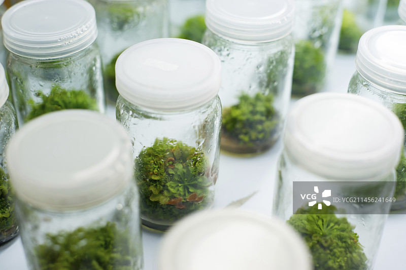 植物组织培养图片素材