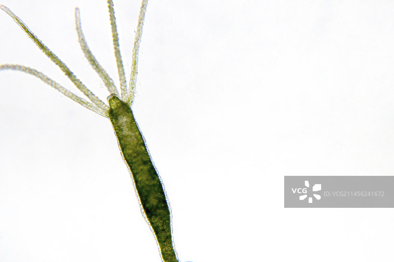 水螅显微照片图片素材