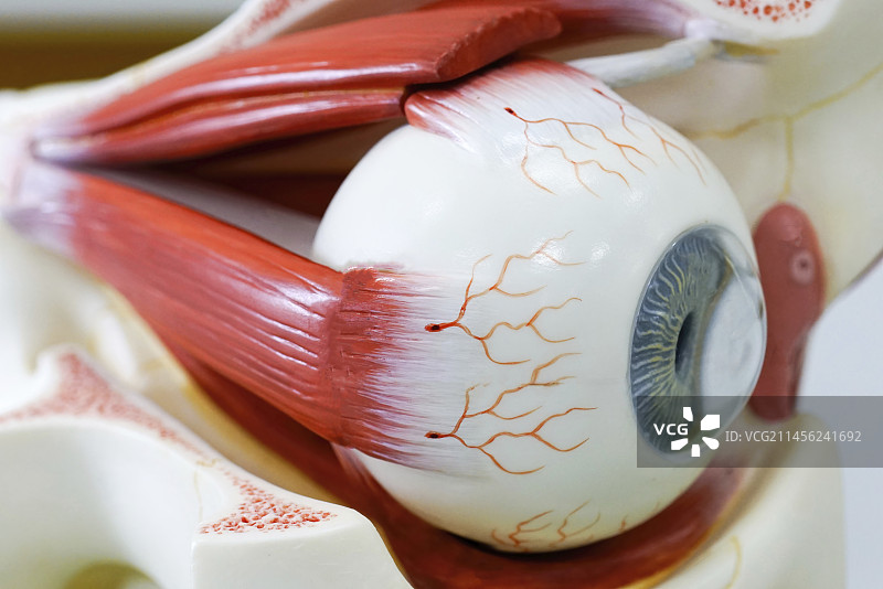 人眼模型图片素材