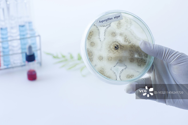 黑曲霉真菌培养图片素材
