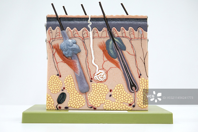 人体皮肤模型图片素材
