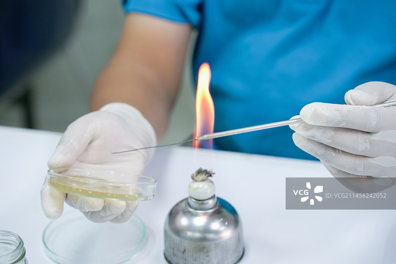 微生物学家在琼脂平板上划线图片素材