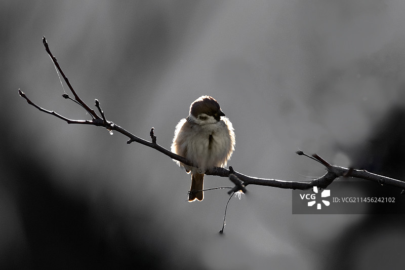 侧逆光彩图片素材