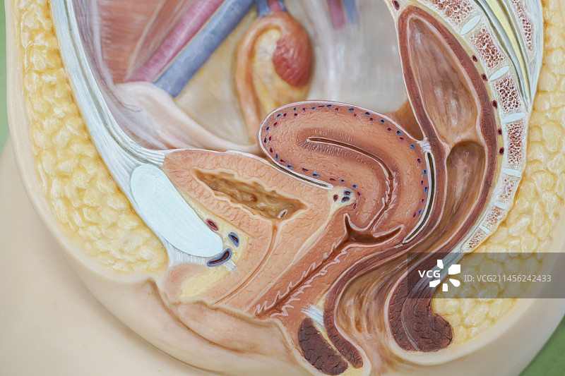 女性解剖模型图片素材