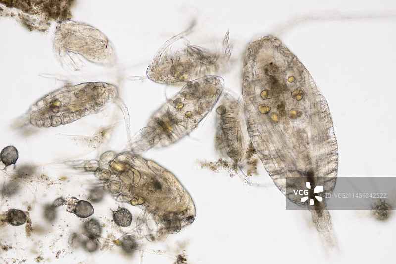 桡足类动物，光学显微照片图片素材