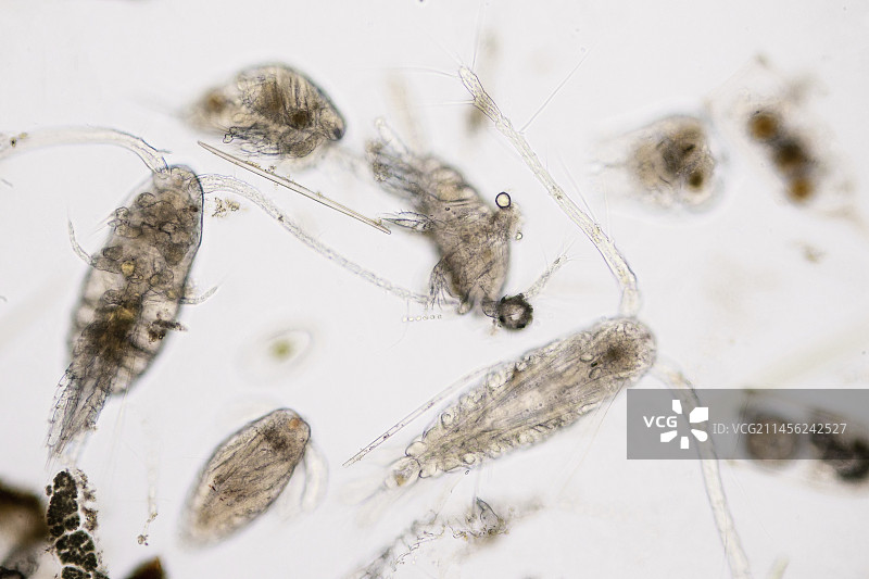 桡足类动物，光学显微照片图片素材