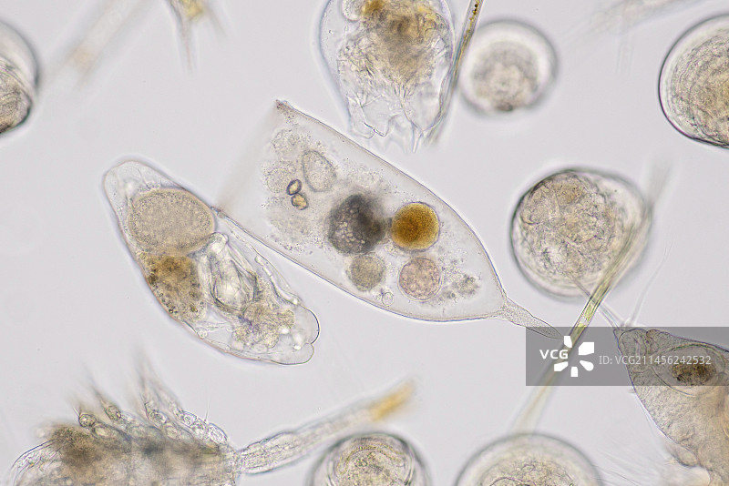 海洋浮游生物显微照片图片素材