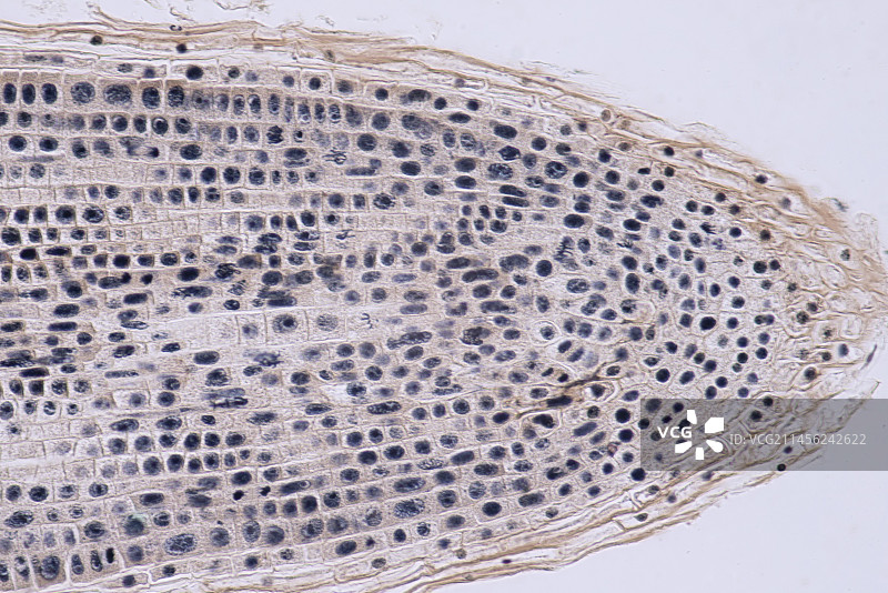有丝分裂，光学显微照片。图片素材