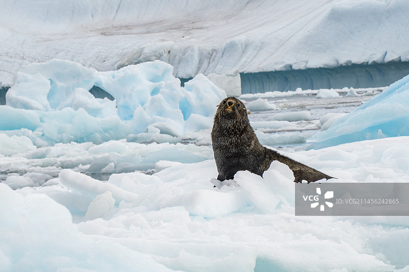 南极海狗图片素材