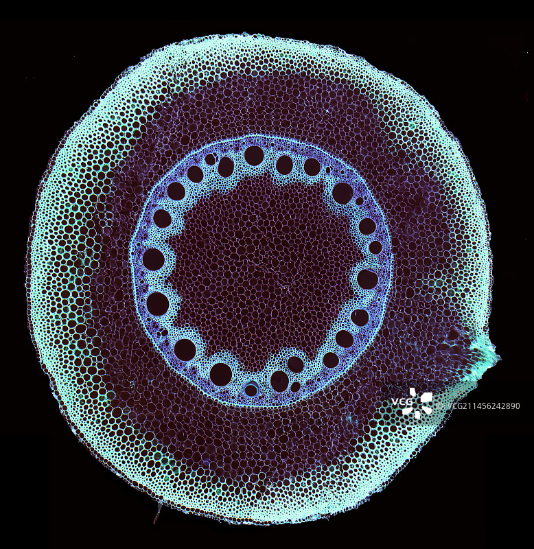 玉米根的纵切面，光学显微镜图片素材