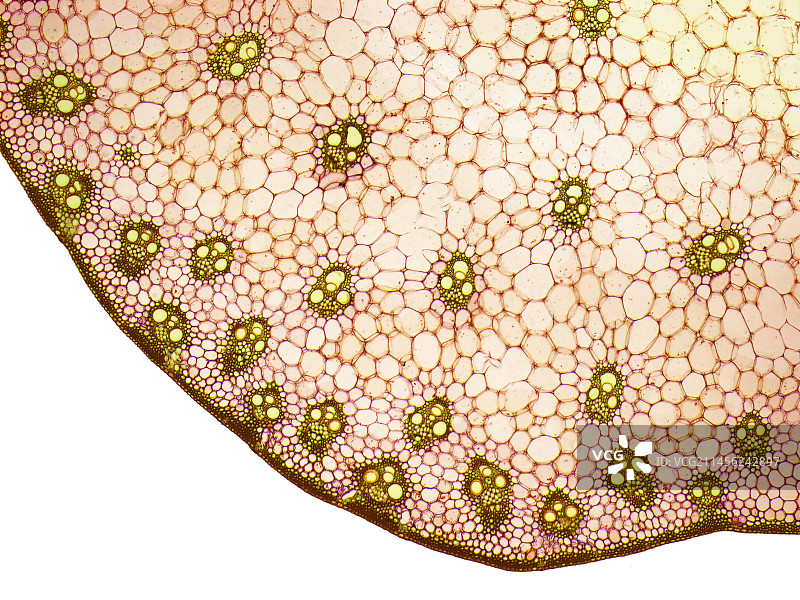 百合花茎，光学显微镜图片素材