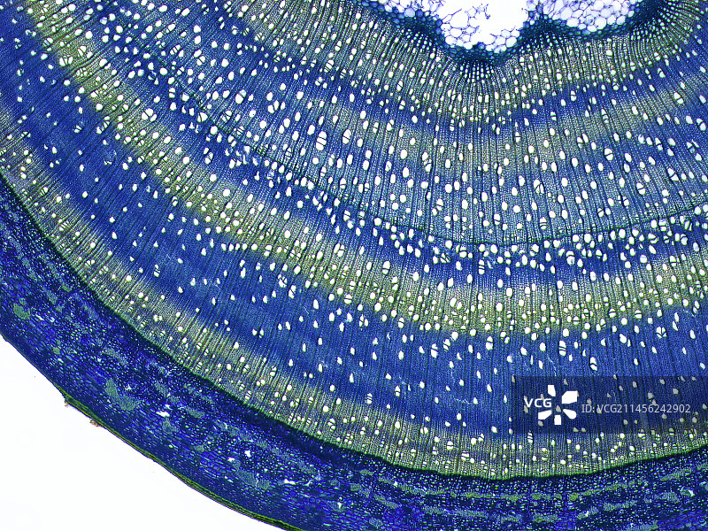 木质茎，LM图片素材