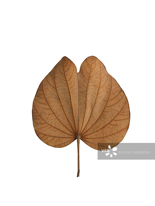 秋天金黄色落叶的白底图图片素材