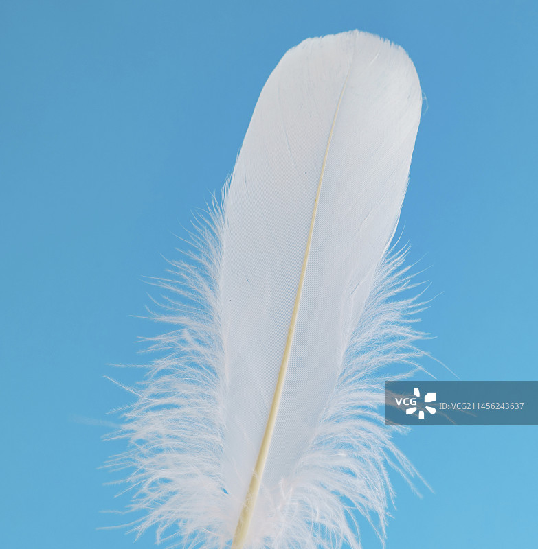 鸟的羽毛图片素材