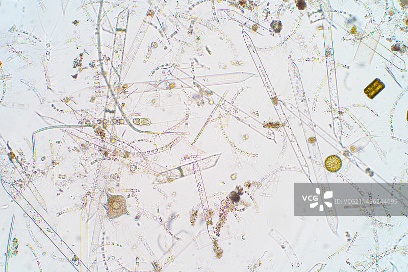 海洋浮游生物显微照片图片素材