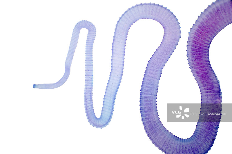 牛绦虫的显微照片图片素材