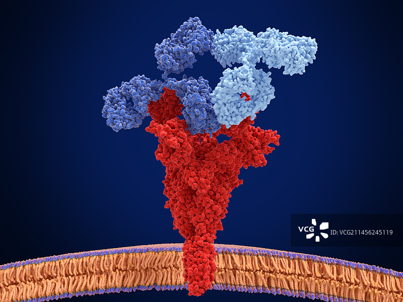 与冠状病毒结合的抗体混合物，图示图片素材