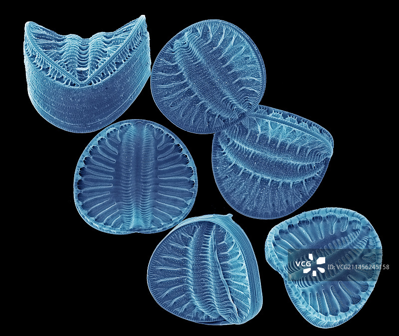 硅藻扫描电镜图图片素材