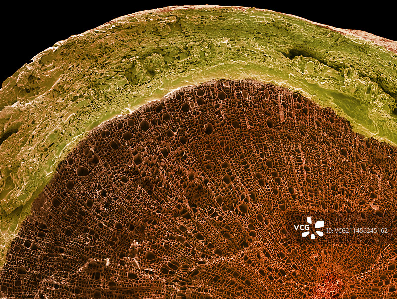 木质茎截面扫描电镜图图片素材