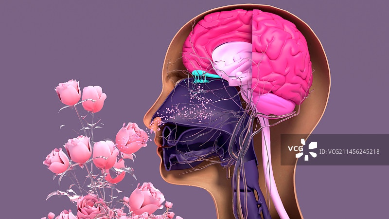 嗅觉系统图图片素材