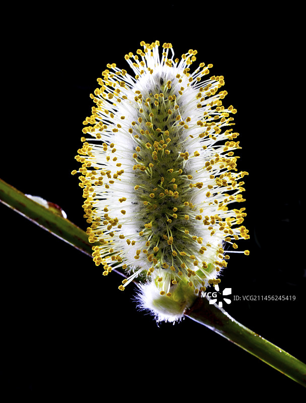 柳树花序（Salix sp.）图片素材