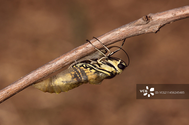 燕尾蝶破茧而出图片素材