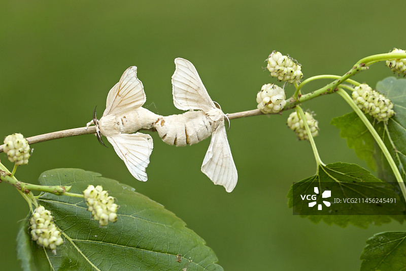 桑树枝上的家蚕图片素材