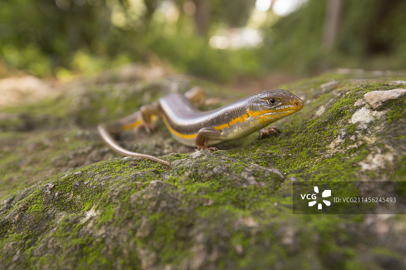 缰绳石龙子图片素材