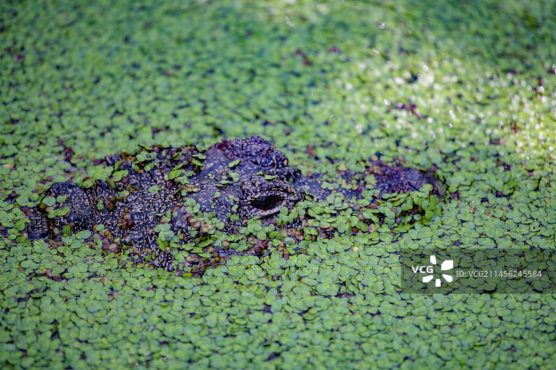 扬子鳄图片素材