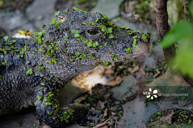 扬子鳄图片素材