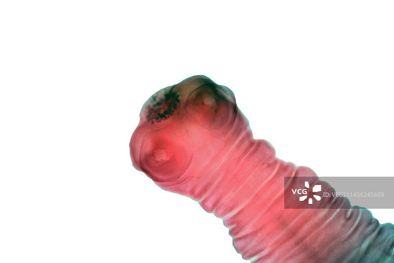 绦虫显微照片图片素材