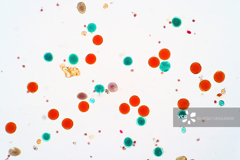 花粉颗粒显微照片图片素材