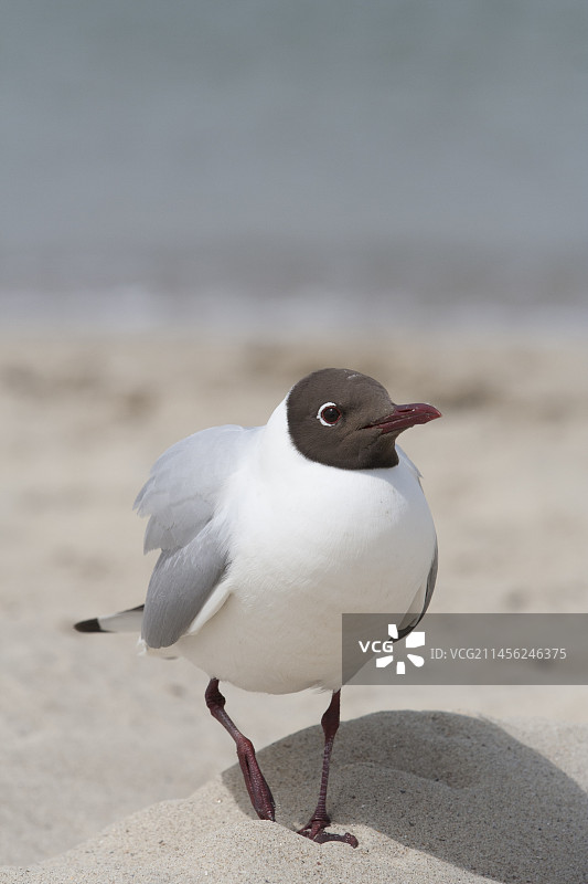 红嘴鸥图片素材