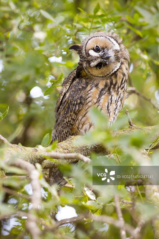 长耳鸮图片素材