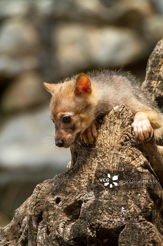 金豺幼崽图片素材
